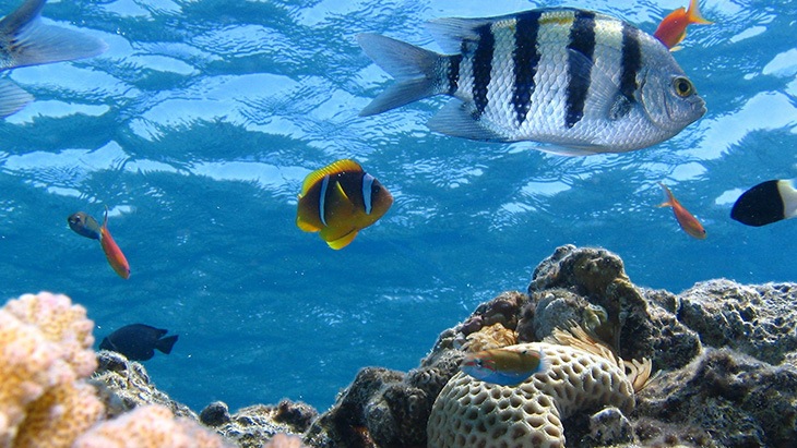 Podmořský ekosystém