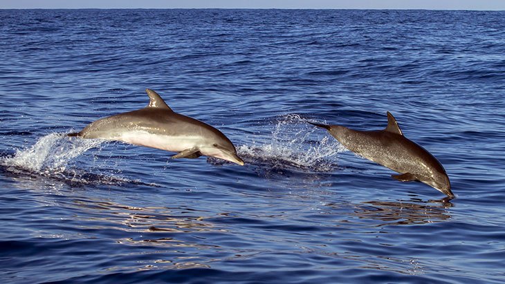 Shaab Samadai: Domov delfínů